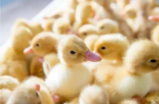 Animal-Feeds.jpg Animal-Feeds.jpg