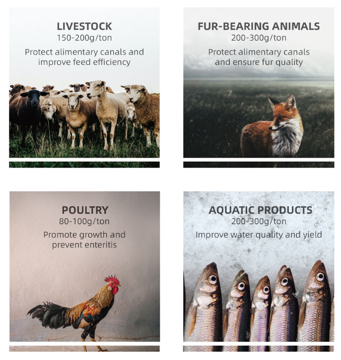 Applications-of-Clostridium-Butyricum.jpg Applications-of-Clostridium-Butyricum.jpg