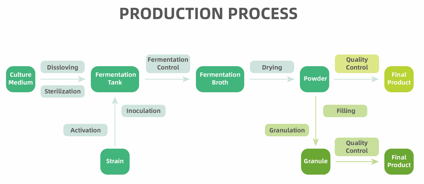 Clostridium_Butyricum--Production_Process.png